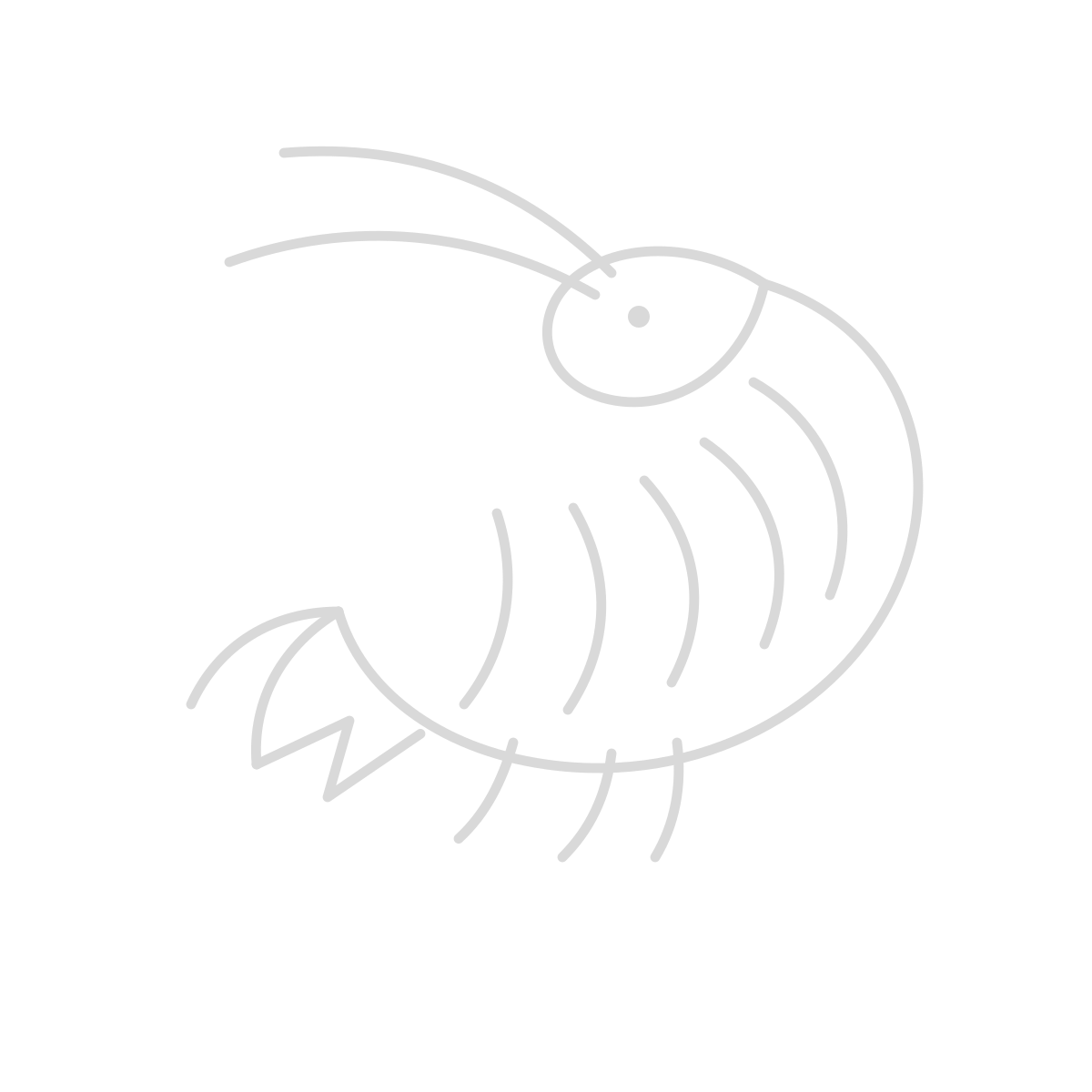 shrimp